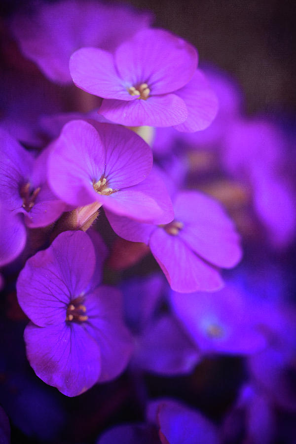 Little Purple Flowers  Photograph by Maria Angelica Maira