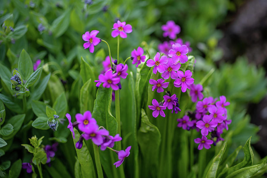 Little Purple Wild Flowers Photograph by Noah Katz