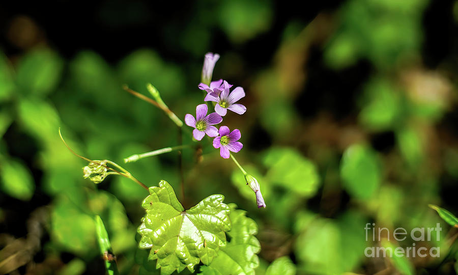 Little Purple Wildflowers Photograph by Felix Lai