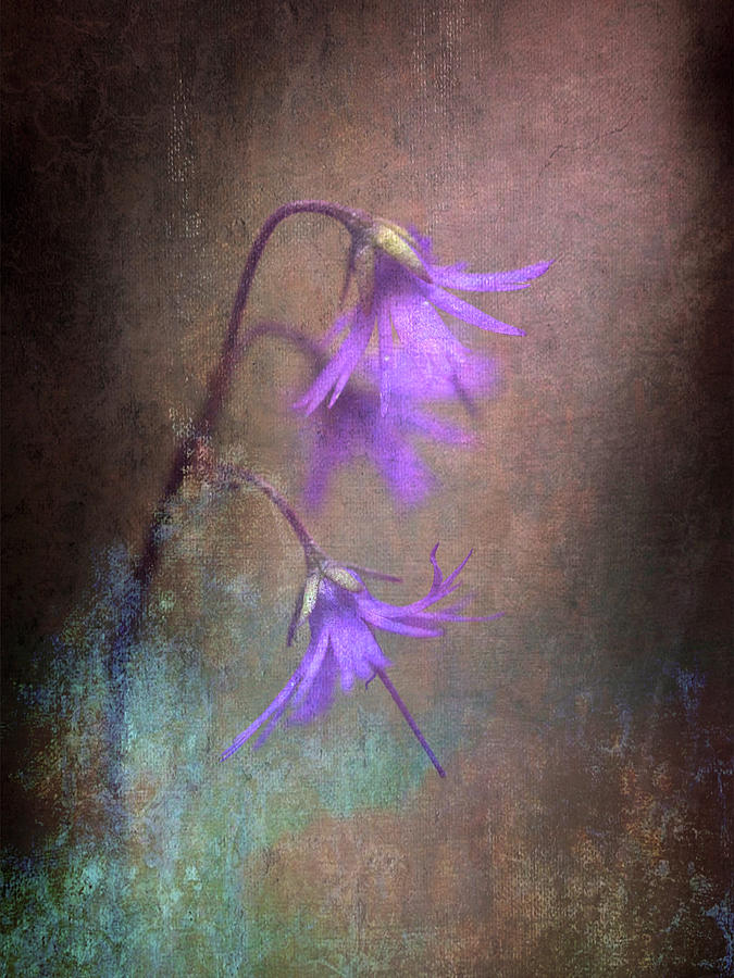 Abstract Photograph - Little Purple Wildflowers by Susan Maxwell Schmidt