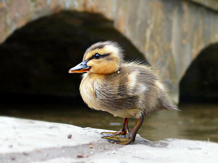 Little Quack Photograph by Morag Bates