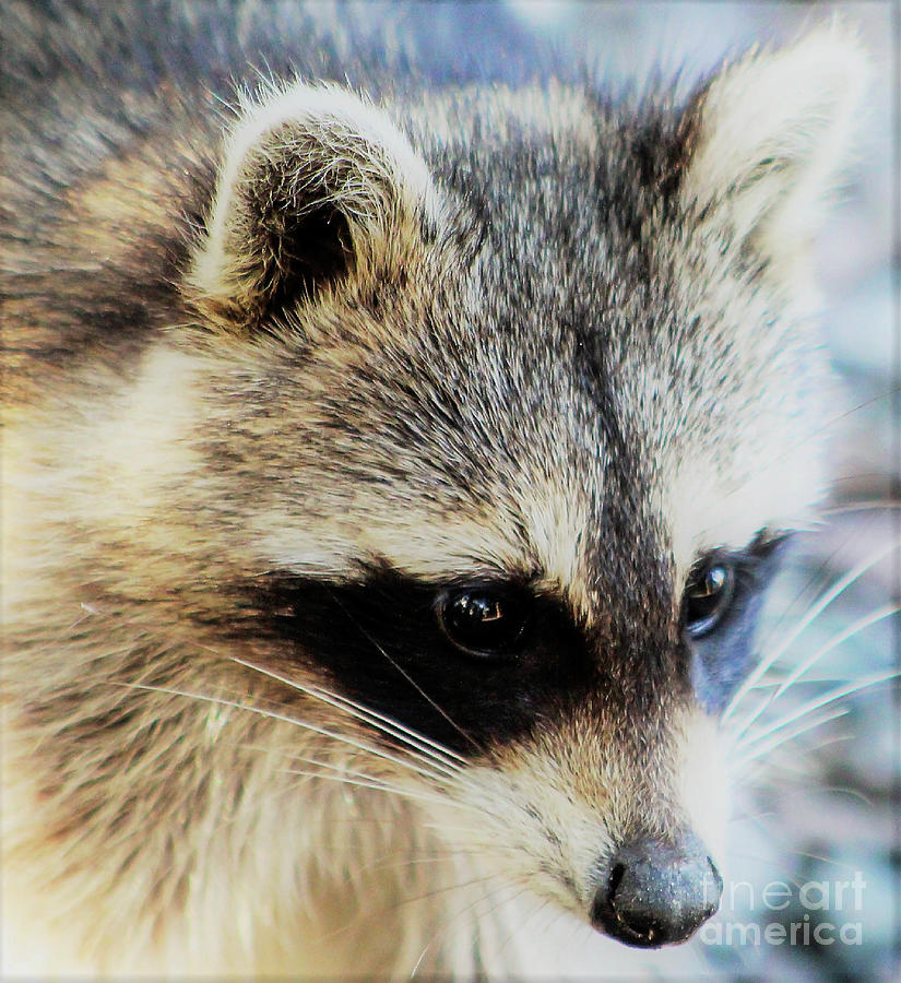Little Raccoon Photograph by Joanne Carey