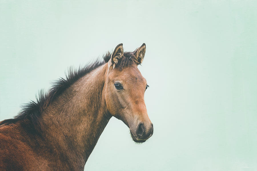 Little Rebel - Horse Art Photograph by Lisa Saint