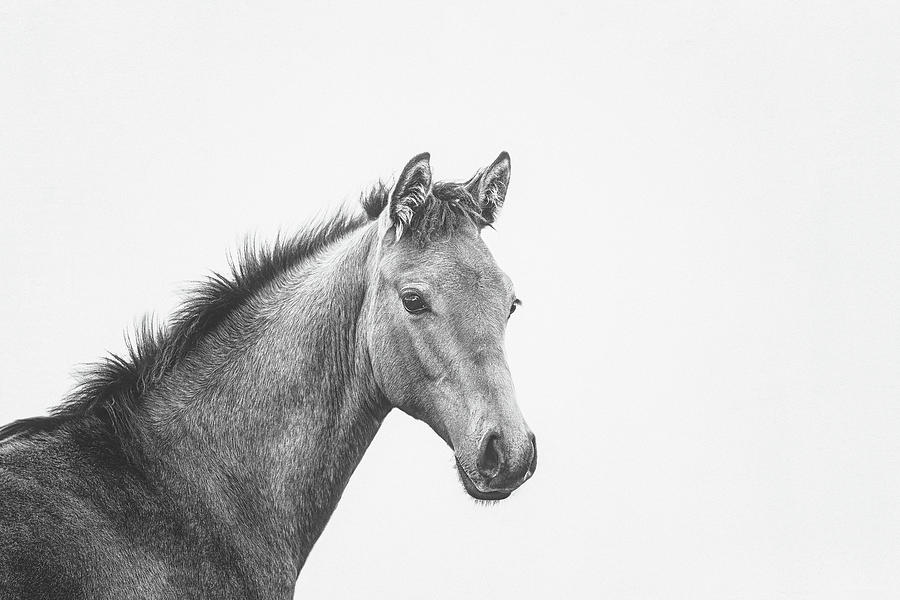 Horse Photograph - Little Rebel II by Lisa Saint