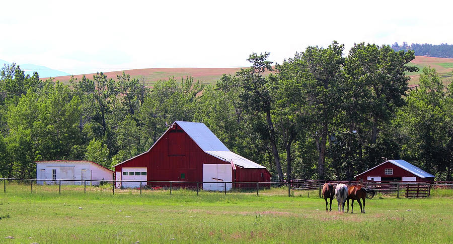 Little Red Barn and Horses Photograph by Cathy Anderson