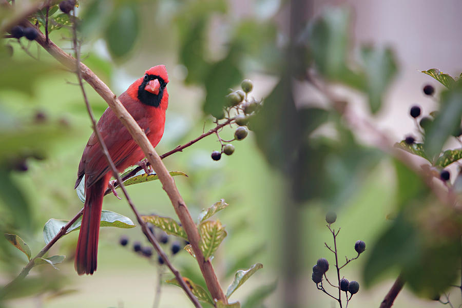 Little Red Bird Photograph by Carolyn Ann Ryan
