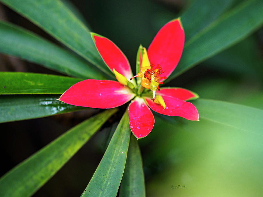 Little Red Flower Photograph by Penny Lisowski