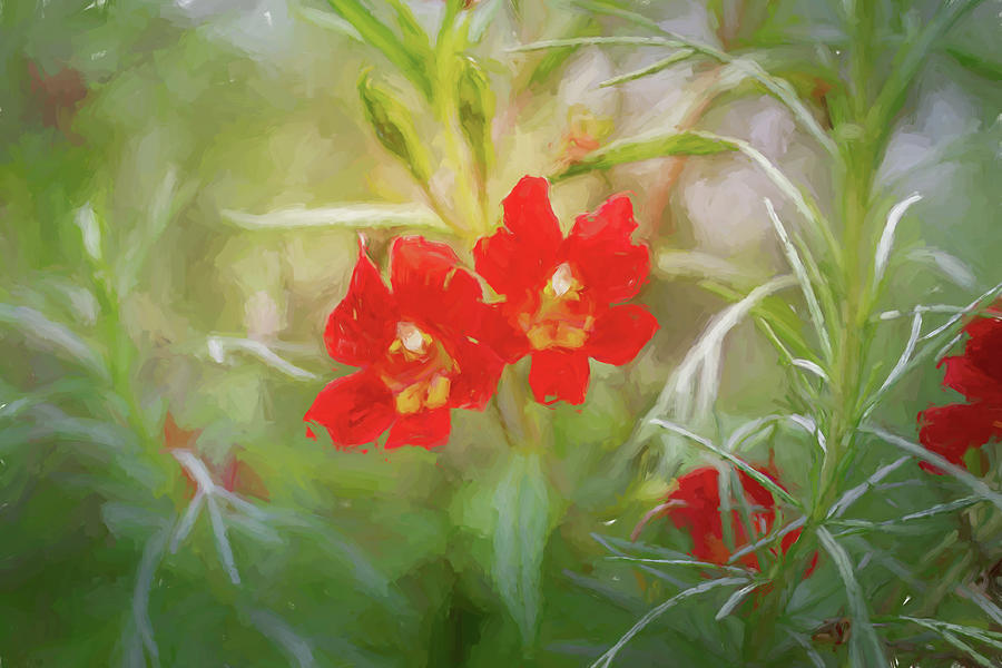 Little Red Flowers  Photograph by Alison Frank