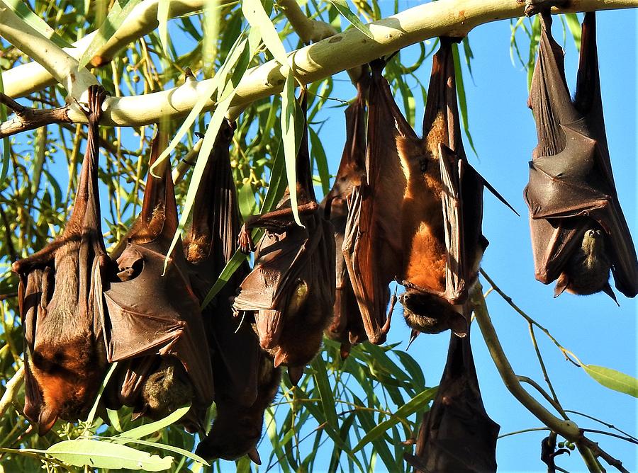 Little red flying foxes Photograph by Athol KLIEVE | Pixels