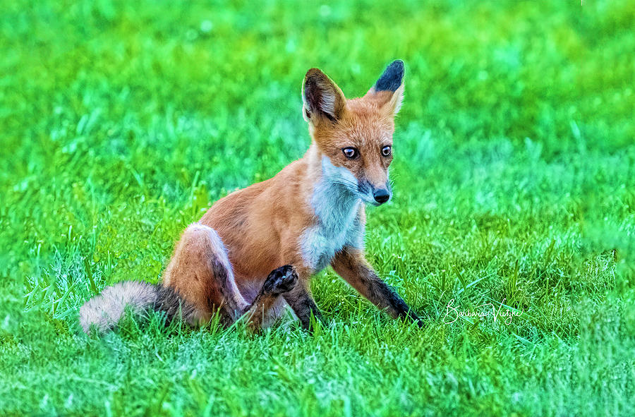 Fox Photograph - Little Red Fox by Barbara Vietzke