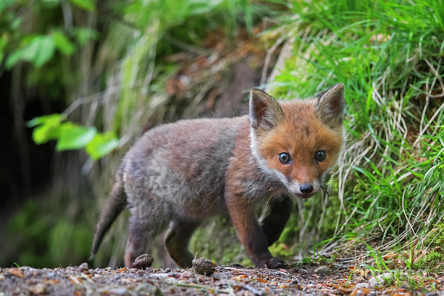 Little Red Fox in Forest Photograph by Arterra Picture Library