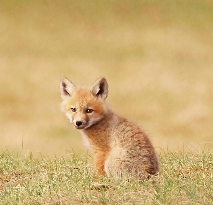 Little Red Fox Photograph by Jennie Marie Schell