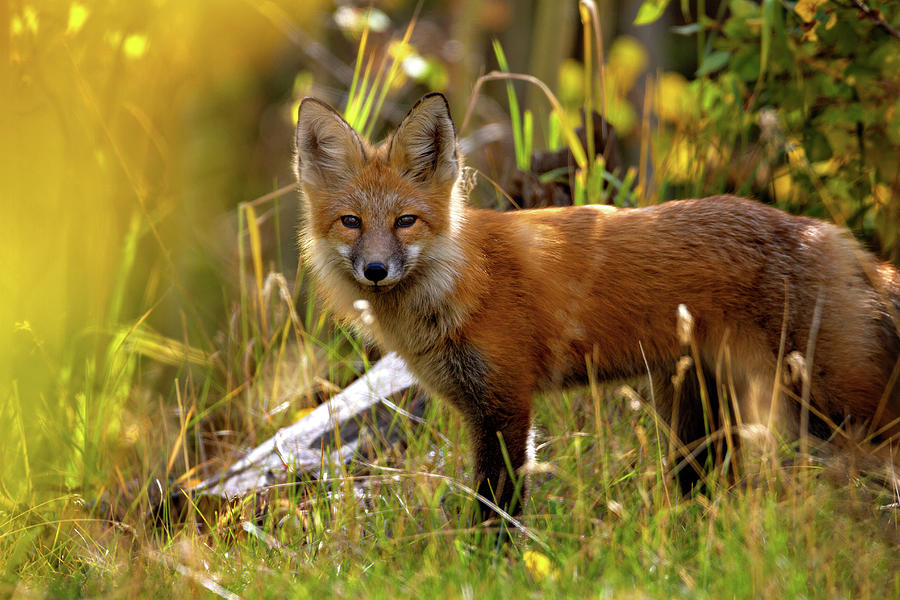Little Red Fox Photograph
