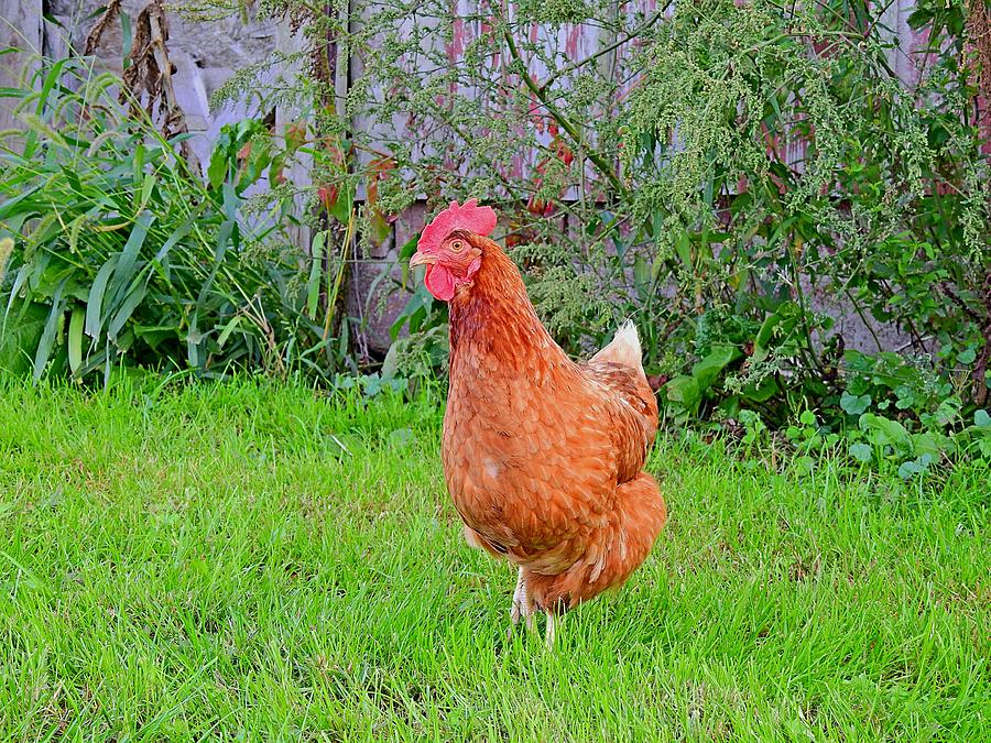 Little Red Hen Photograph by Carmen Macuga - Fine Art America