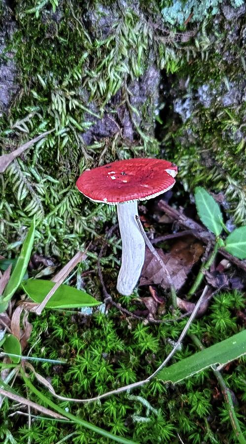 Little Red Mushroom  Photograph by Ally White