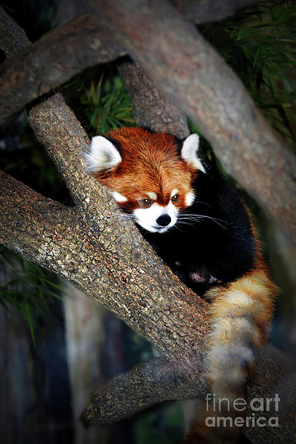 Little Red Panda Photograph