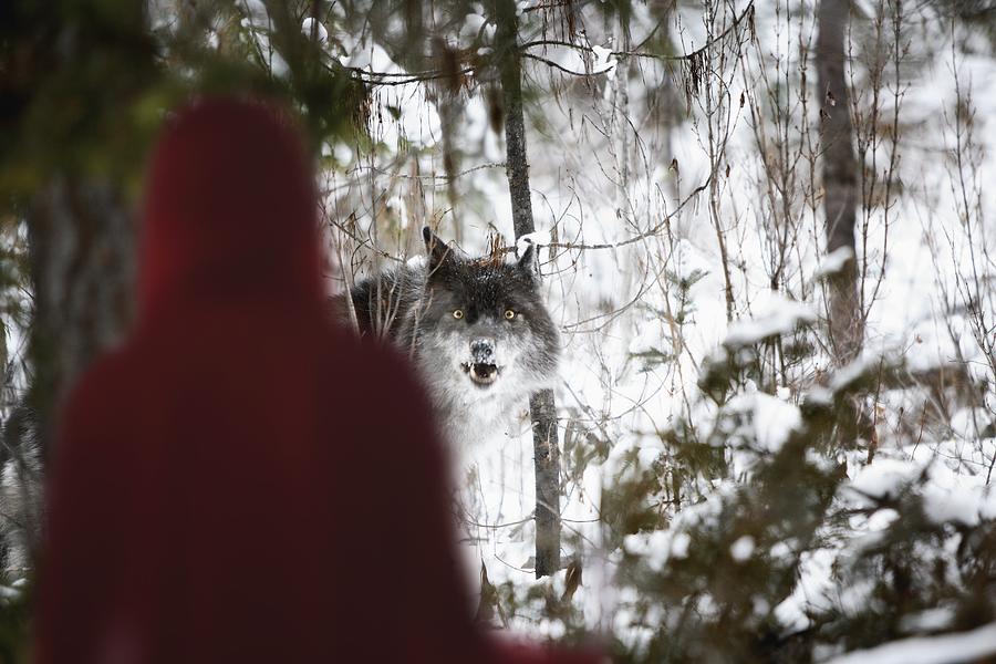 Little red riding hood looking at the big bad wolf Photograph by Richard Wear