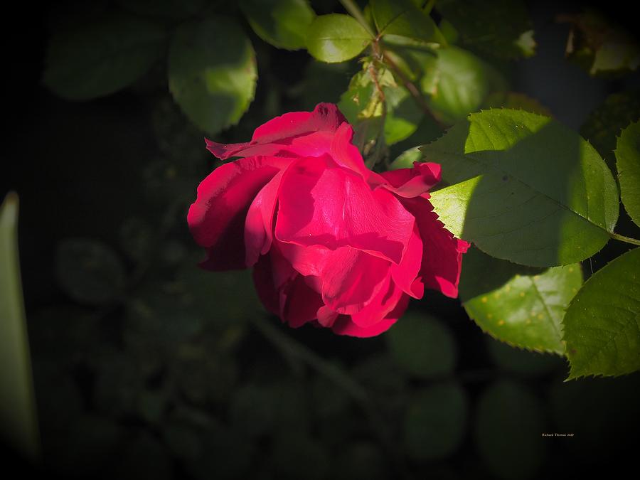 Little Red Rose Photograph