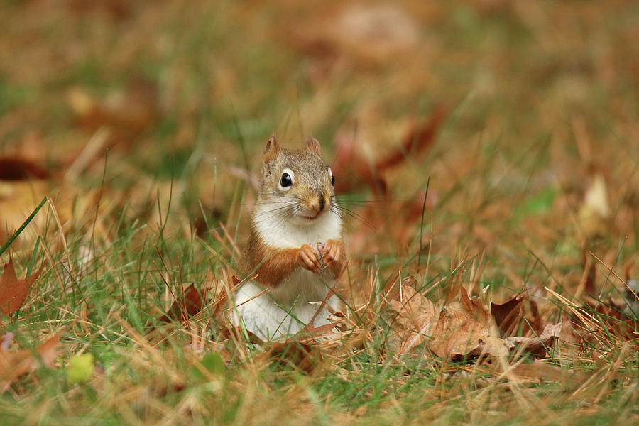 Little Red Squirrel Foraging in Fall Leaves Photograph by Sue Feldberg ...