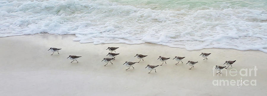 Little Row of Sandpipers Photograph by TK Goforth