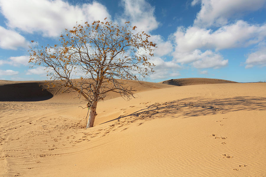 Little Sahara 3 Photograph by Ricky Barnard