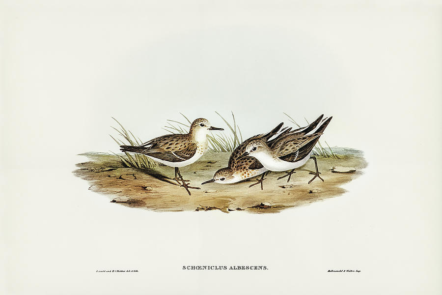 John Gould Drawing - Little Sandpiper, Schoeniclus Aalbescens by John Gould