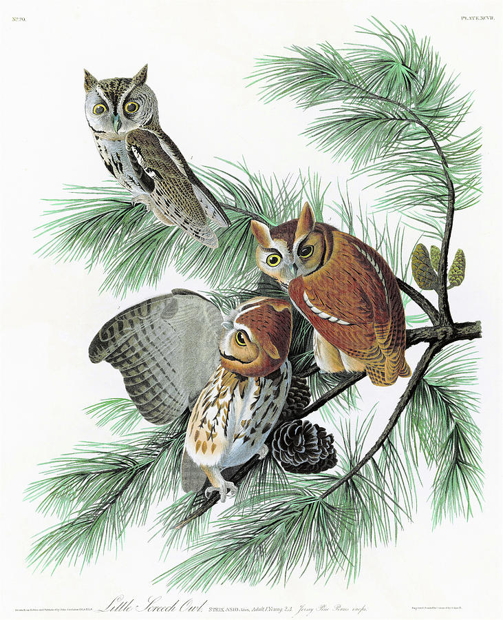 John James Audubon Painting - Little Screech Owl - Digital Remastered Edition by John James Audubon