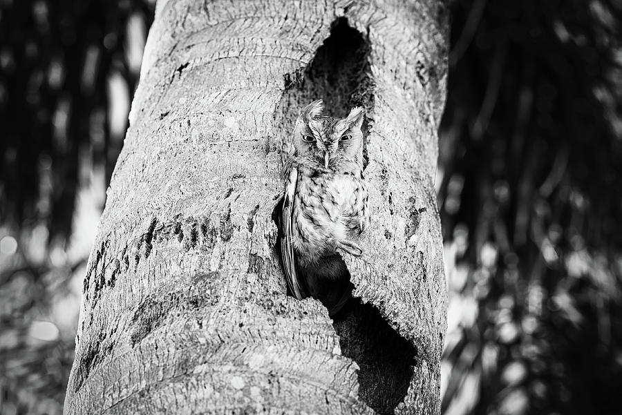 Little Screech Owl in nest black and white Photograph by Laura Fasulo