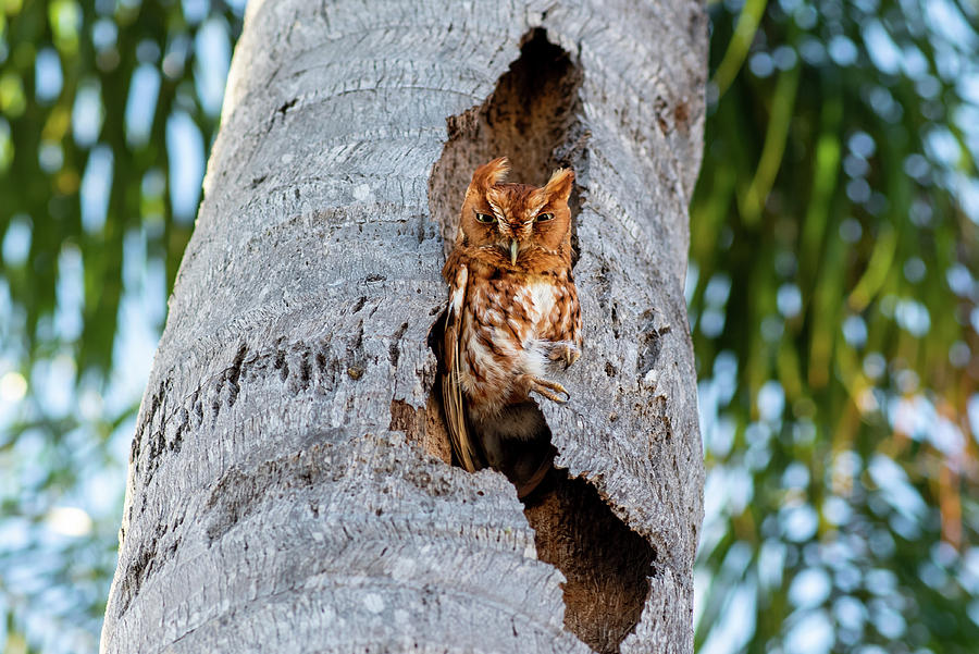 Little Screech Owl in Nest  Photograph by Laura Fasulo
