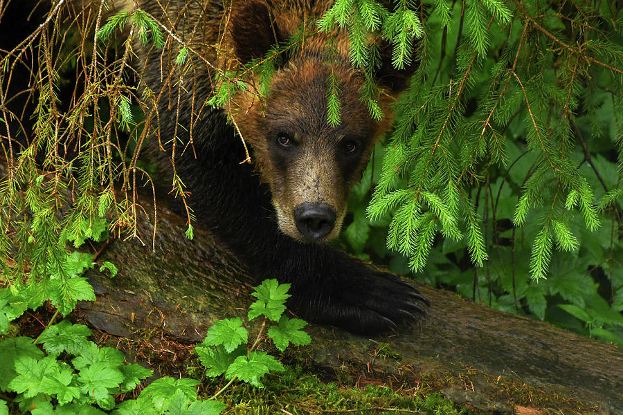Brown Bear Photograph - Little Shy One by Joy McAdams