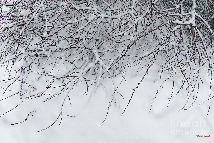 Little Snow Branches Photograph by Blake Richards