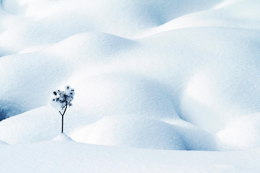 Little Snow Flower Photograph by Angelika Vogel