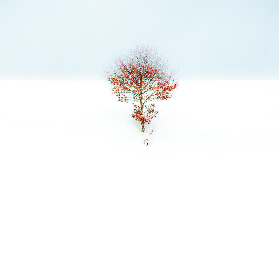 Little snowy Tree Photograph by Imi Koetz