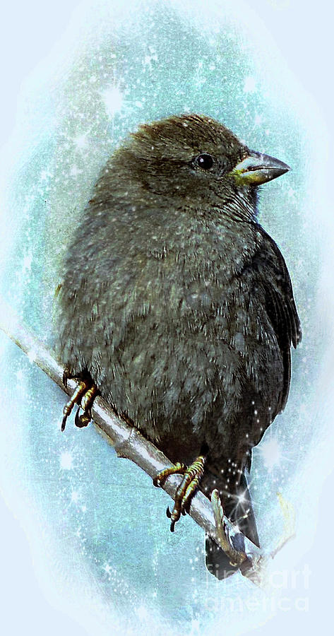 Little Sparrow in Winter Photograph by Elaine Manley
