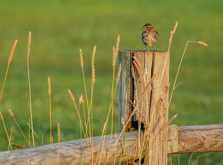 Little Sparrow Photograph by Marcy Wielfaert