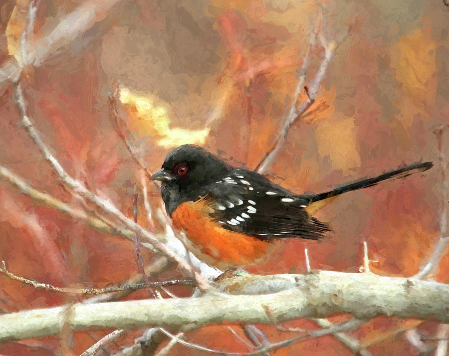 Little Spotted Towhee Photograph by Donna Kennedy