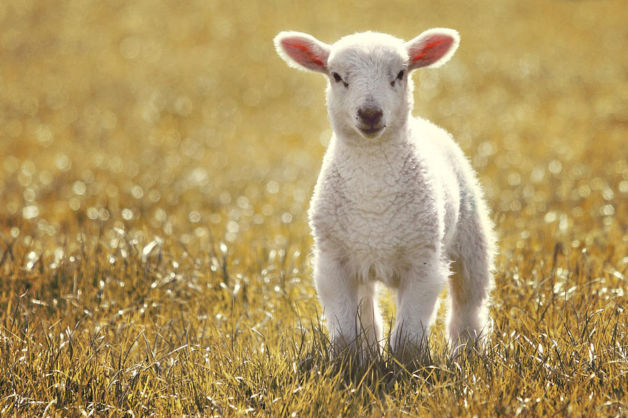 Little spring lamb Photograph by Liesel Conrad