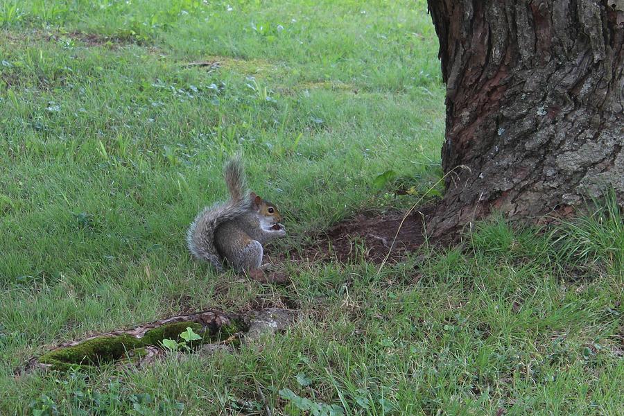 Little Squirrel Photograph by Carolyn Ricks