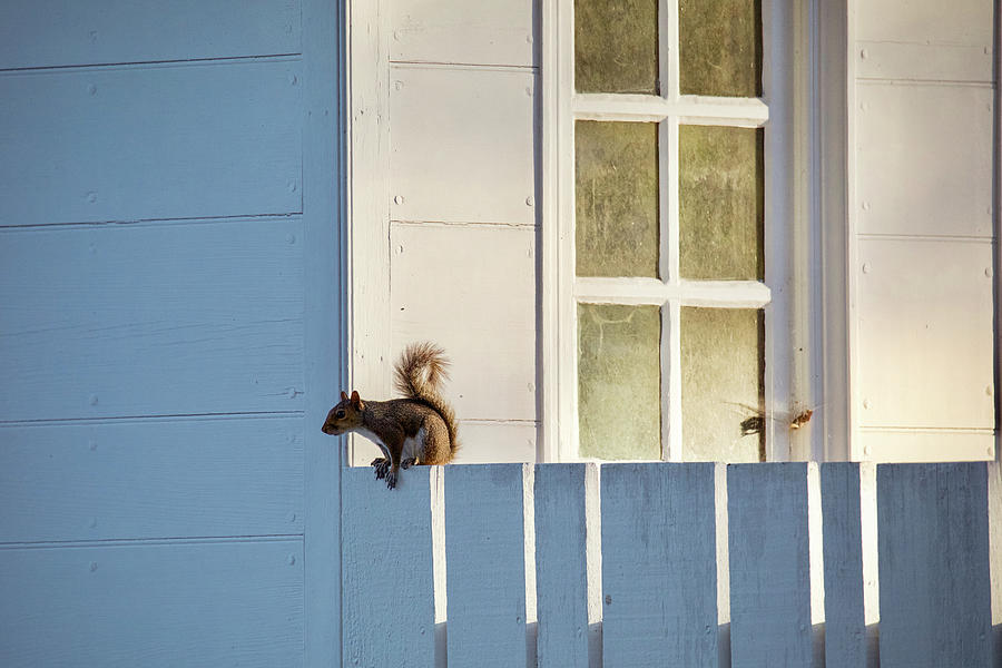 Little Squirrel in Town Photograph by Rachel Morrison