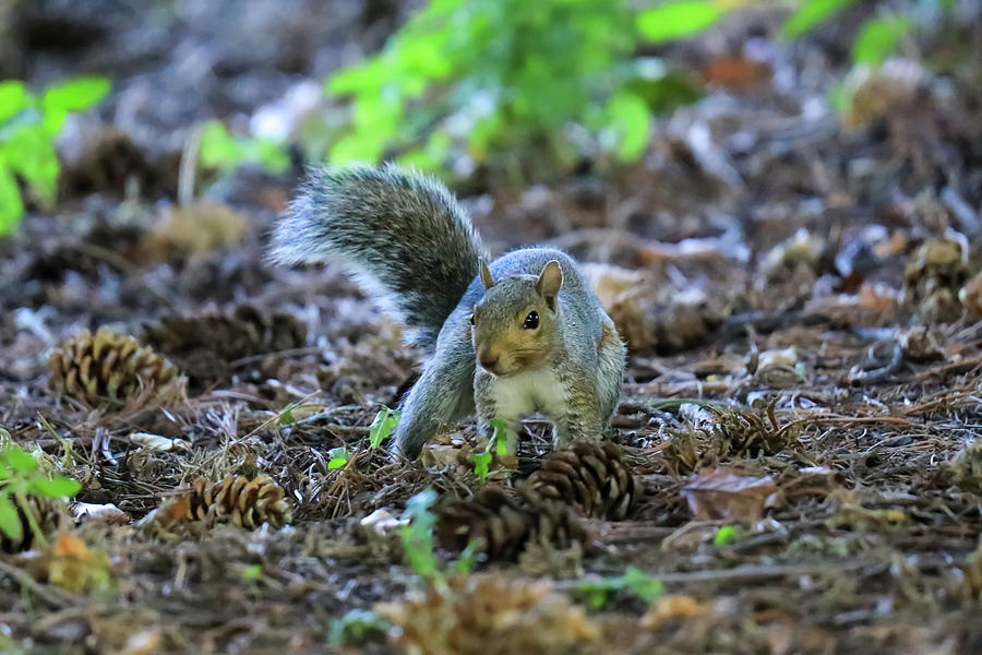 Little Squirrel Photograph