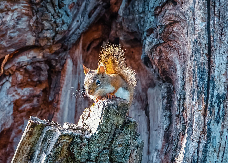 Little Squirrel  Photograph by Lilia S