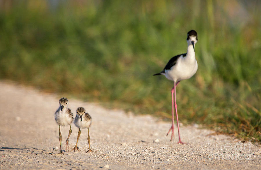 Little Stilts Photograph by Tom Claud