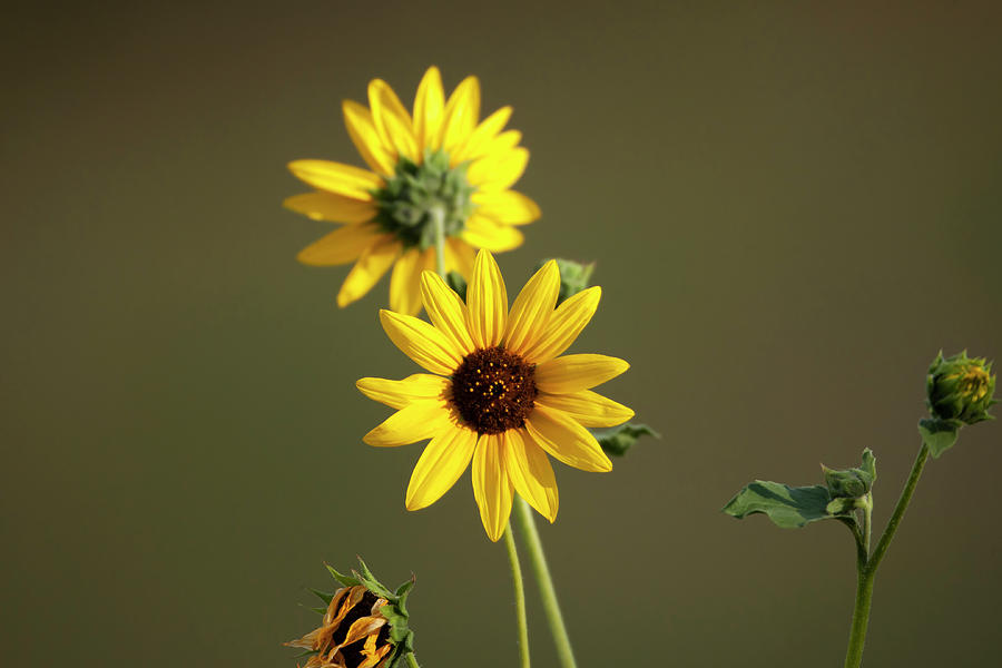 Little Sunflower 7206   Helianthella Uniflora Photograph