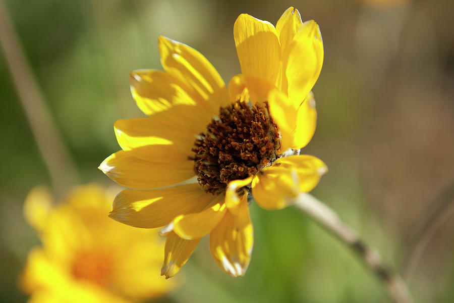 Little Sunflower 8786   Helianthella Uniflora Photograph