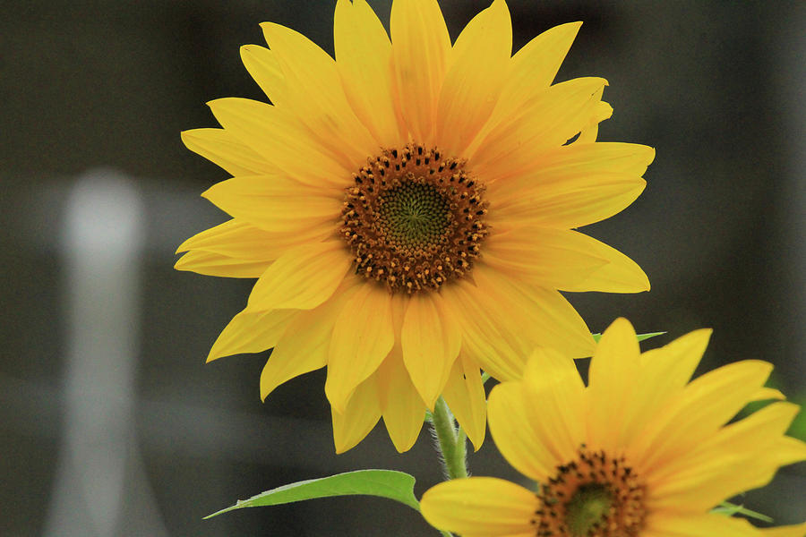 Little Sunflowers Photograph by David Kipp