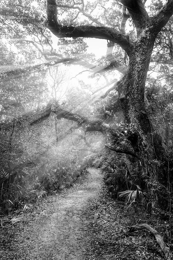 Little Talbot Island Sunlit Trail Black and White Photograph by Debra and Dave Vanderlaan