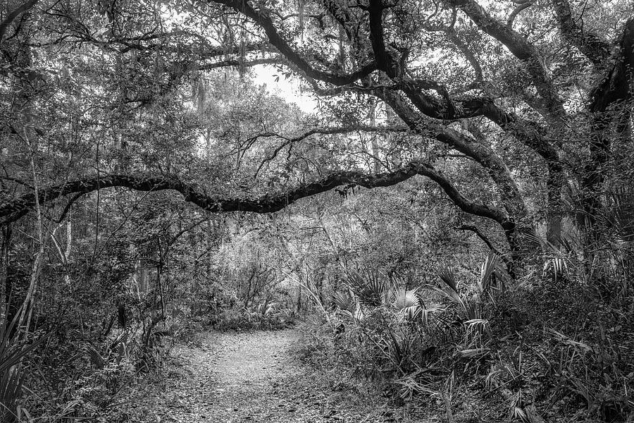 Little Talbot Island Winding Trail Black and White Photograph by Debra and Dave Vanderlaan