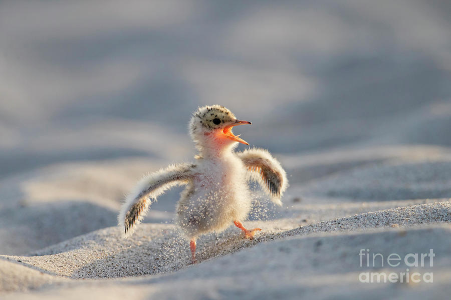 Little Tern Chick Photograph by Arterra Picture Library