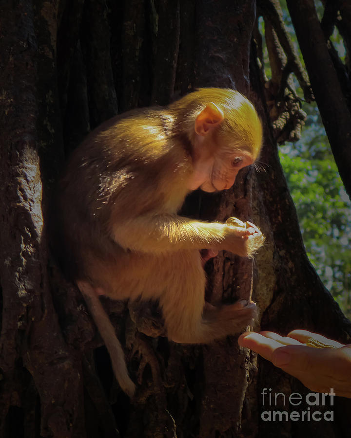 Little Thai Monkey Photograph