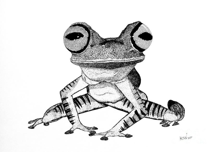 Little Tree Frog - Black and White  Drawing by Graham Wallwork